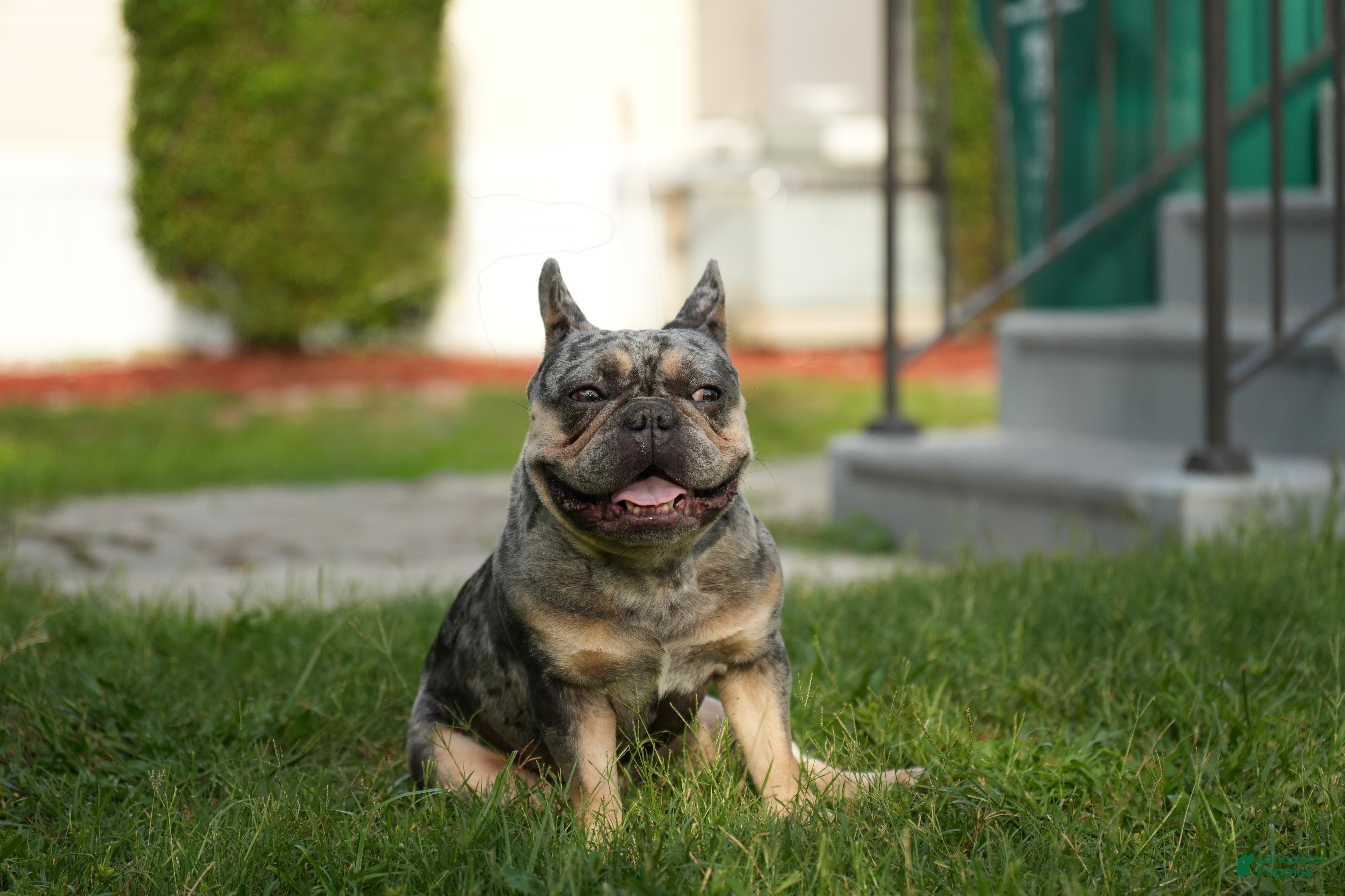 French Bulldog dogs for sale: Axel - Ad 6