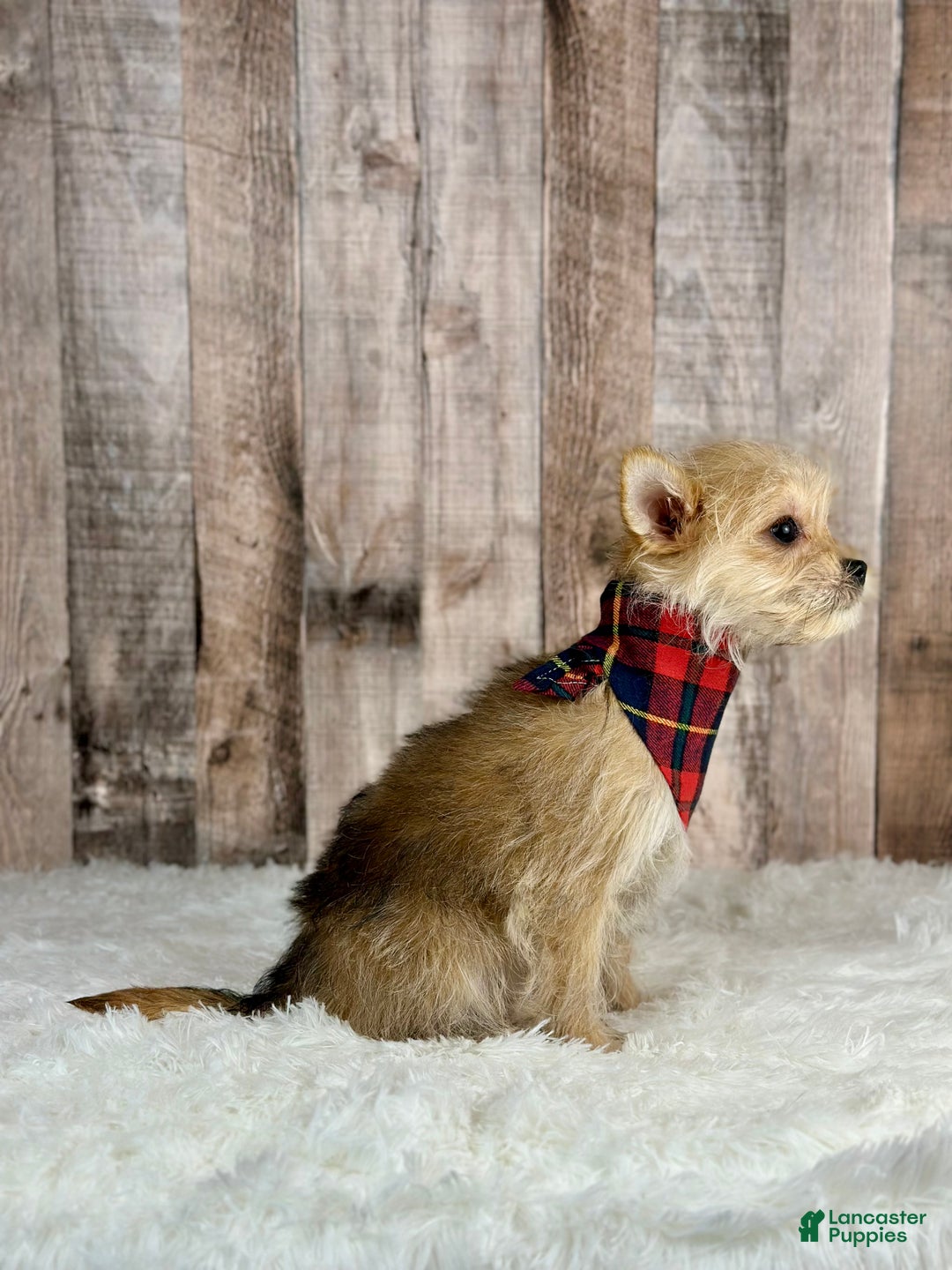 Morkie dogs for sale: Girl Ocean - 0002 - Ad 4