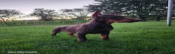 Doberman Pinscher dogs for sale: Grant - Ad 4