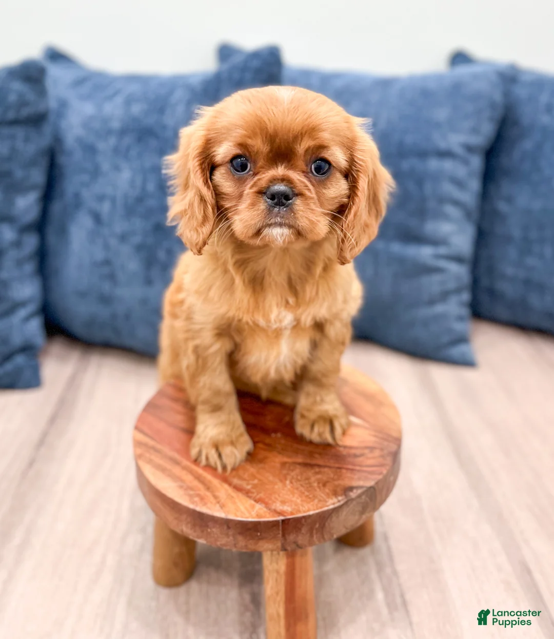 Cavalier King Charles Spaniel dogs for sale: Scarlett - Ad 2