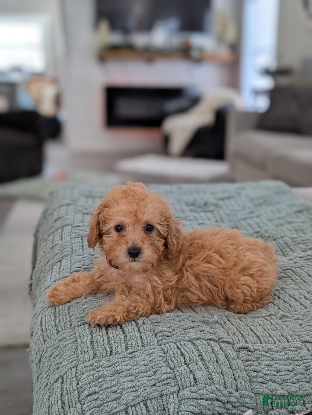Toy Poodle dogs for sale: Apollo  - Ad 7