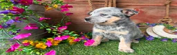 Australian Cattle Dog dogs for sale: Dolly - Ad 1