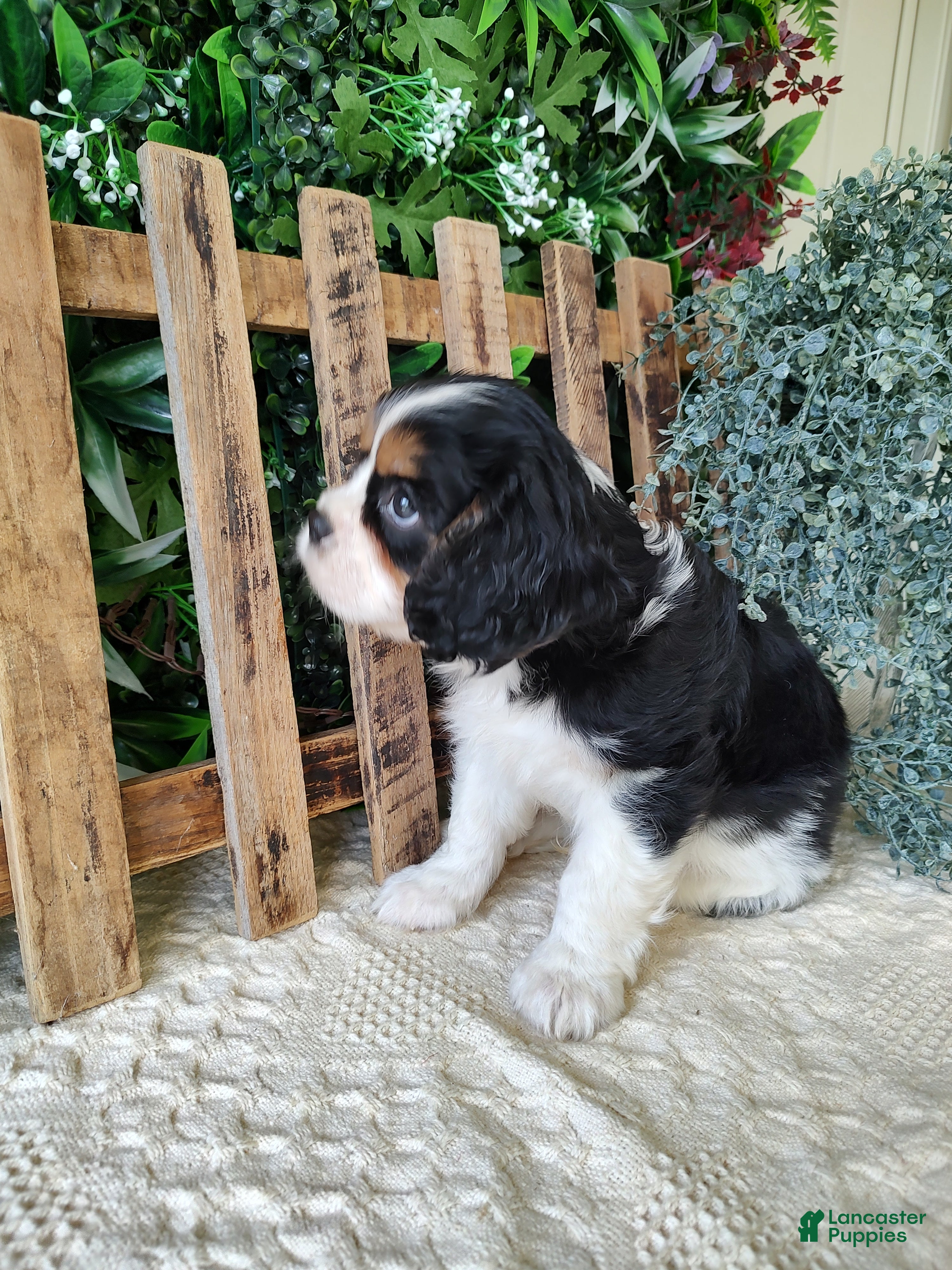 Cavalier King Charles Spaniel dogs Miles - Ad 2