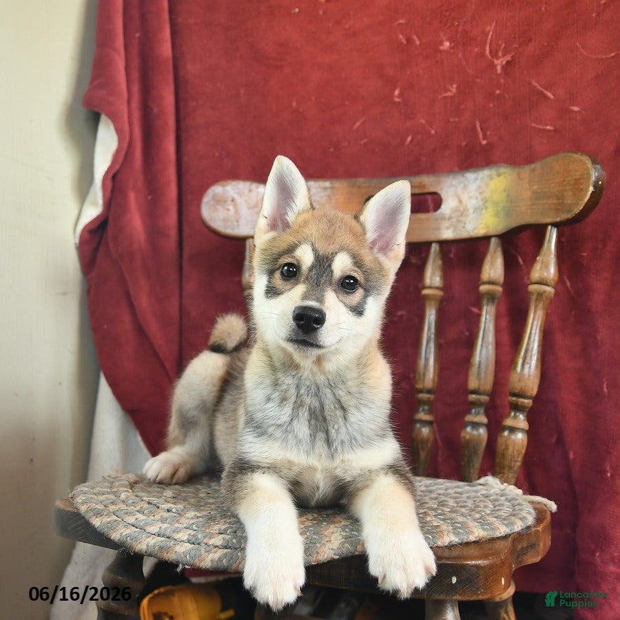 Alaskan Klee Kai dogs Danny - Ad 1