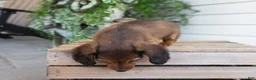 Dachshund dogs for sale: Hank - Ad 5