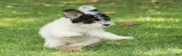 Miniature Poodle dogs for sale: Spike Miniature Poodle  - Ad 2