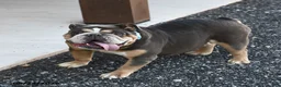 English Bulldog dogs for sale: Blueberry - Ad 3