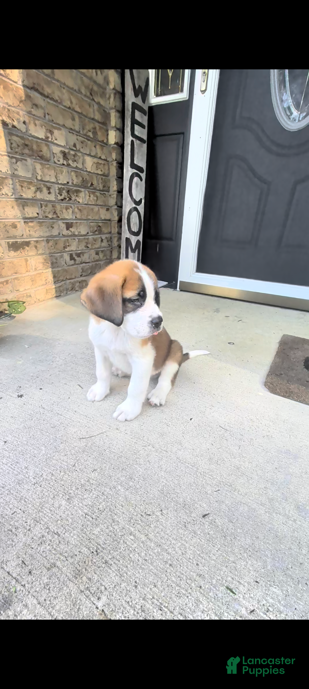 Saint Bernard dogs Tanner - Ad 2