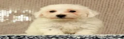 Bichon Frise dogs for sale: Isaac - Ad 1