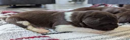 Newfoundland dogs for sale: Harley  - Ad 9