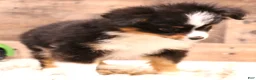 Toy Australian Shepherd dogs for sale: Twila adorable black tri small Toy Aussie - Ad 1