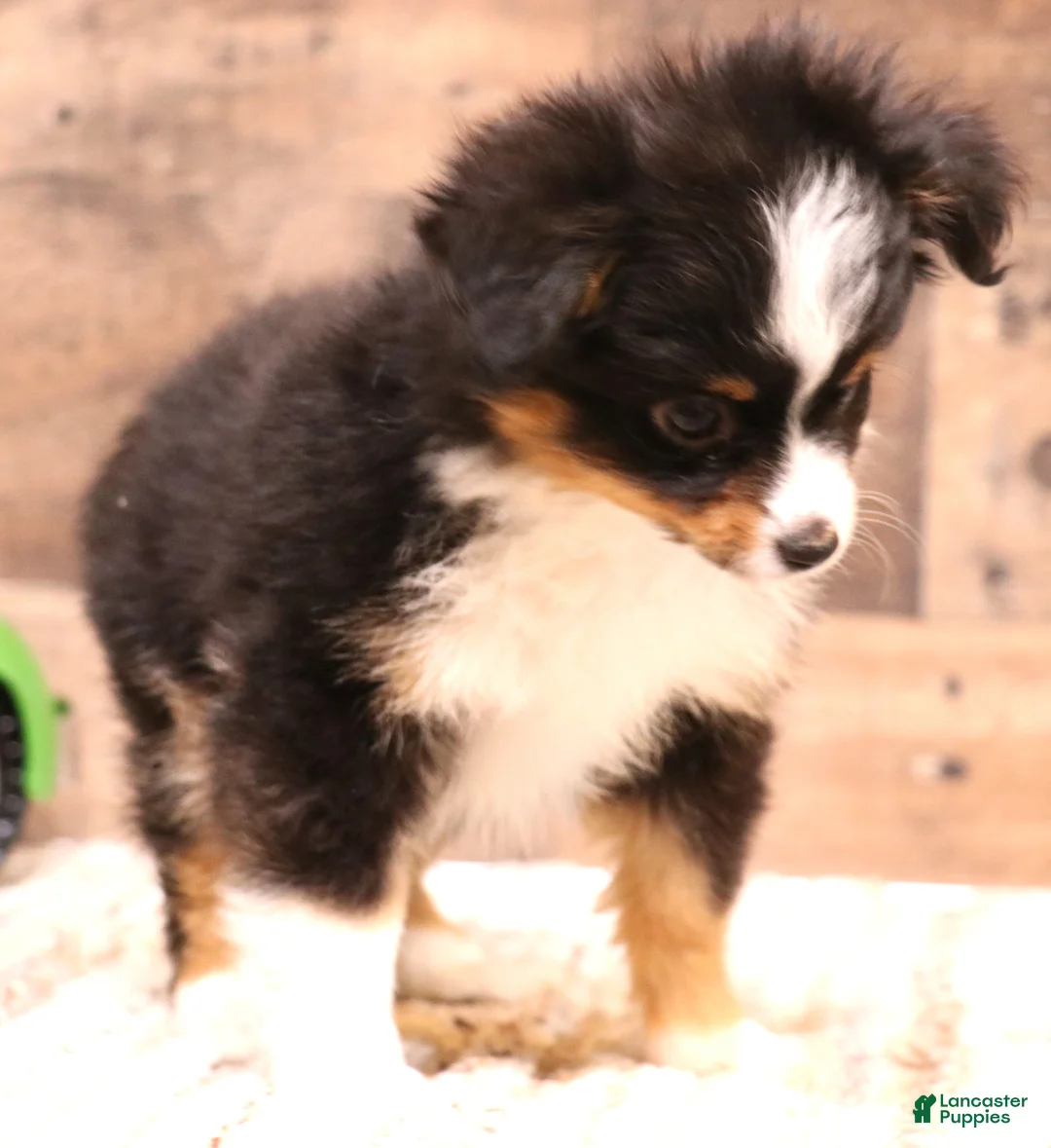 Toy Australian Shepherd dogs for sale: Twila adorable black tri small Toy Aussie - Ad 1