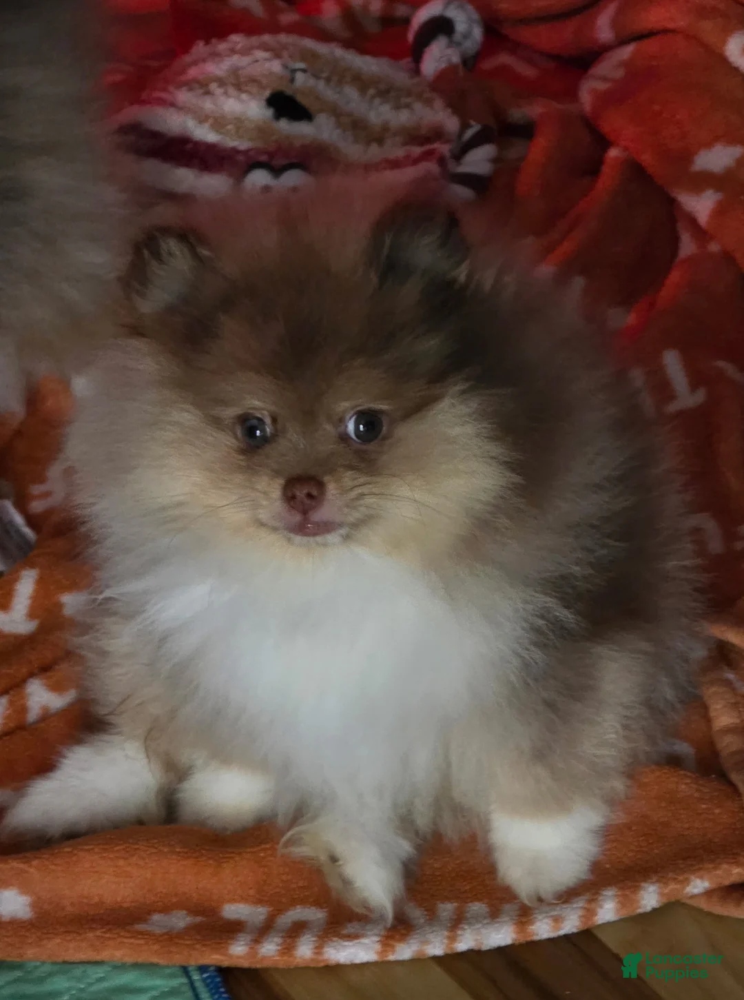 Pomeranian dogs for sale: Bear Pomeranian  - Ad 1