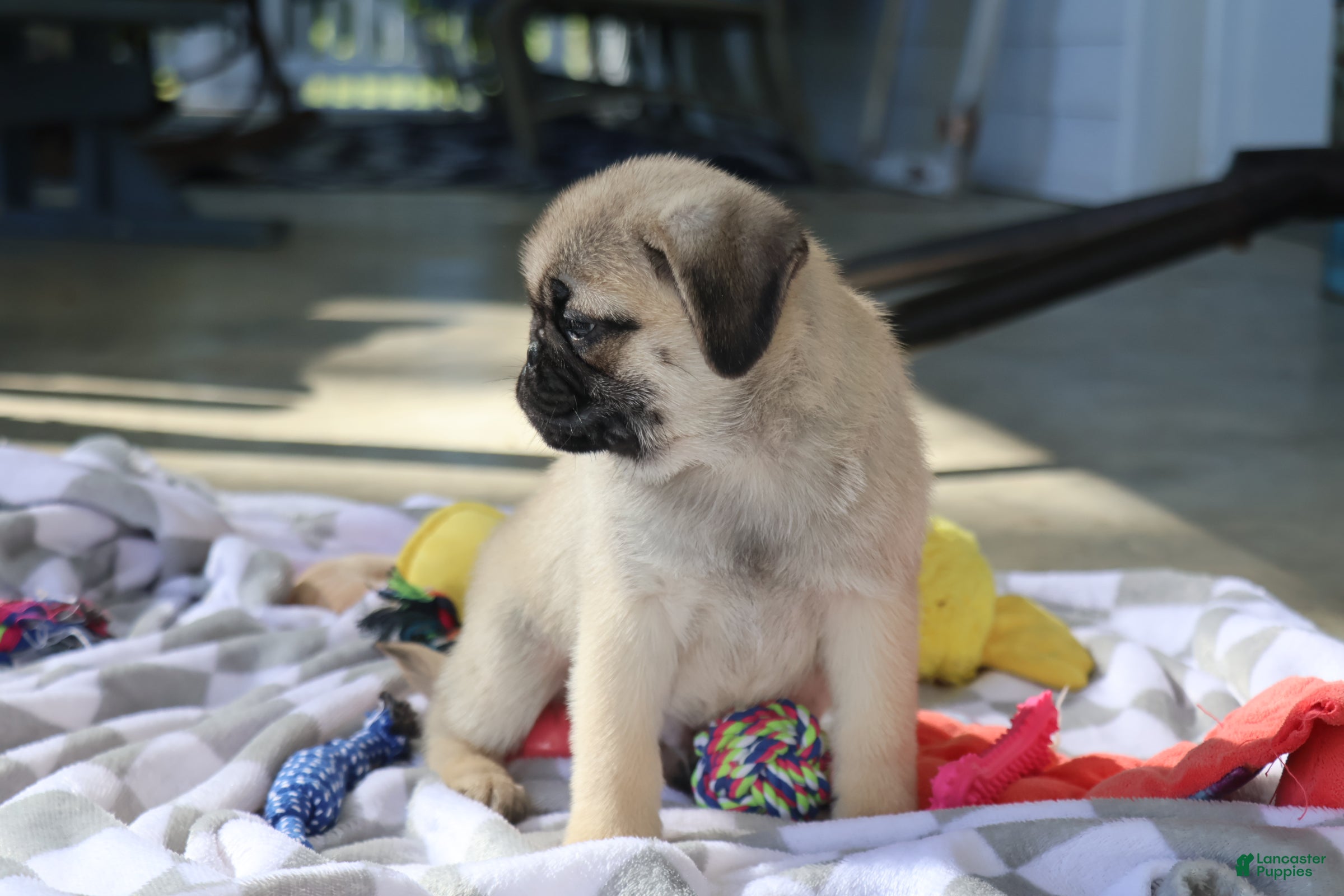 Pug dogs Monty - Ad 2