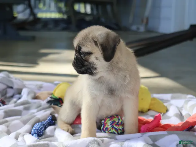 Pug dogs Monty - Ad 2