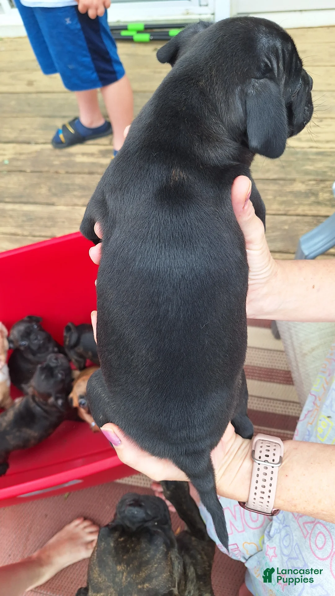 Mixed Breed dogs for sale: Cookie - Ad 2