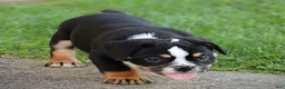 Beabull dogs for sale: Rubble - Ad 3