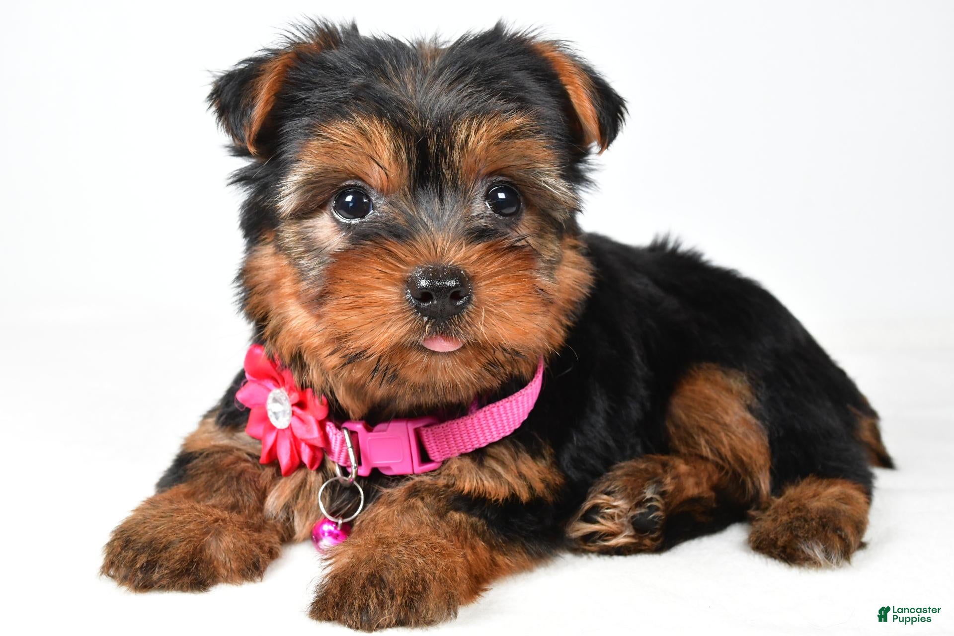 Yorkshire Terrier dogs Rita - Ad 1