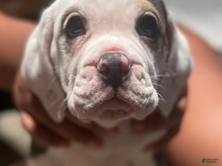 Mixed Breed dogs - Ad 21