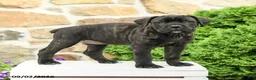 Cane Corso dogs for sale: Coda  - Ad 3