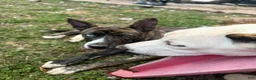 Mixed Breed dogs for sale: Pitbull husky mix  - Ad 4