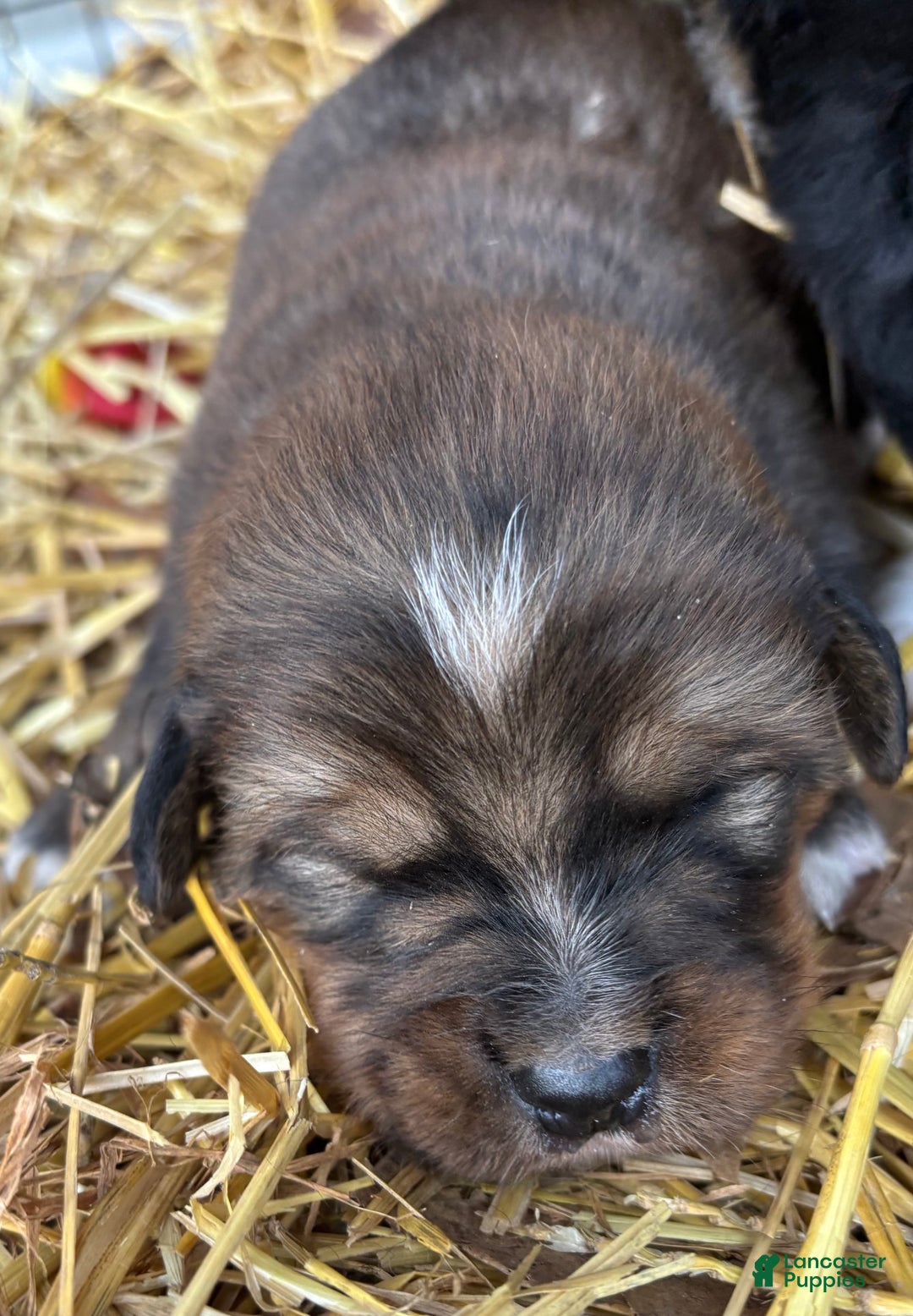 Mixed Breed dogs for sale: Tibetan Mastiff/Bernese Mountain Dog Male 1 - Ad 7