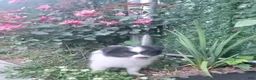 Pomeranian dogs for sale: Oreo - Ad 11