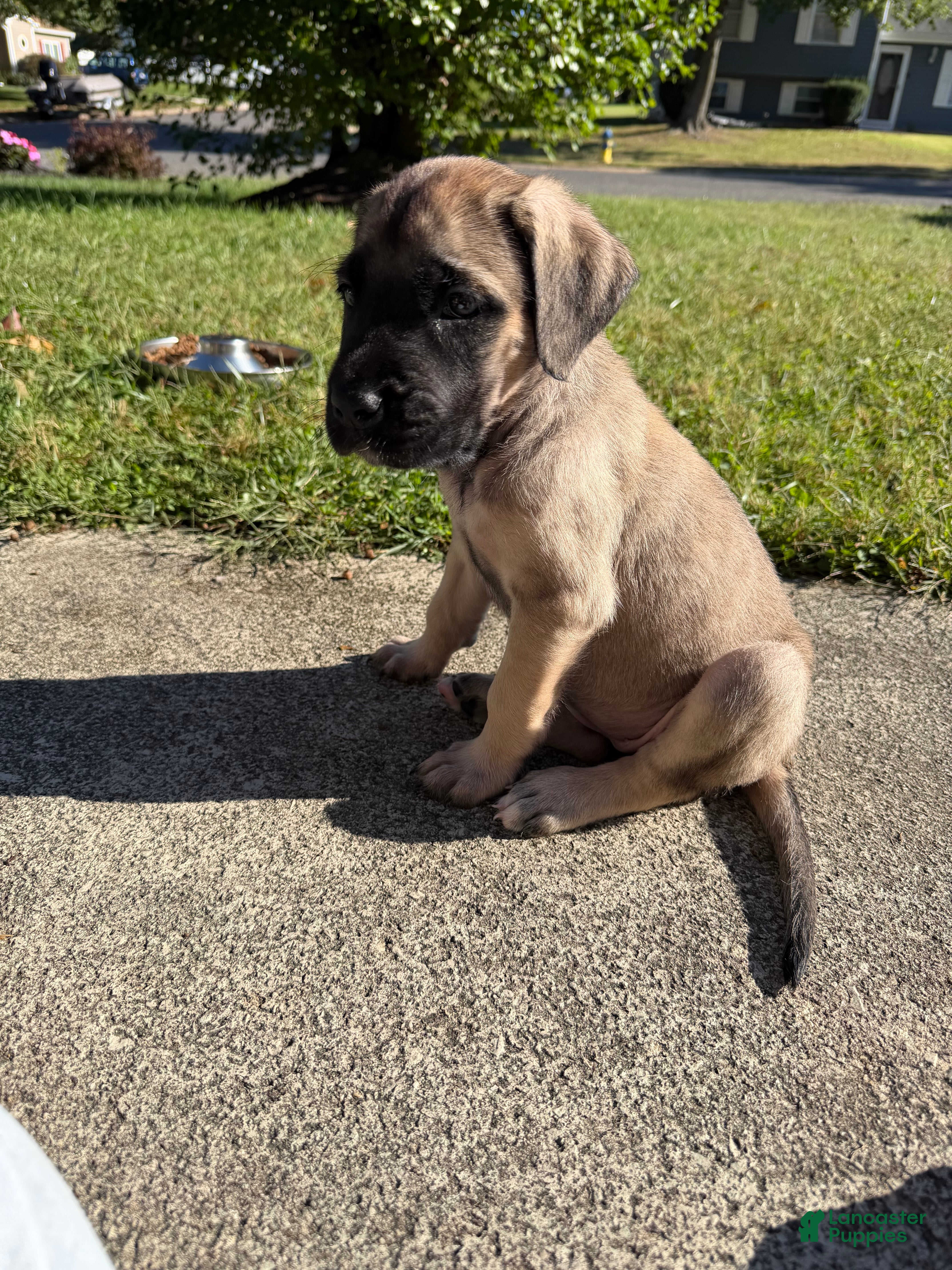 English Mastiff dogs Banshee - Ad 20