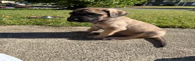 Banshee