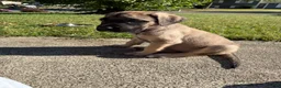 English Mastiff dogs for sale: Banshee - Ad 1