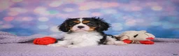 Cavalier King Charles Spaniel dogs for sale: Abel - Ad 4