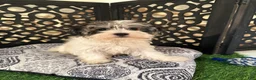 Havanese dogs for sale: Benji Adorable Male Havanese Puppies - Ad 2