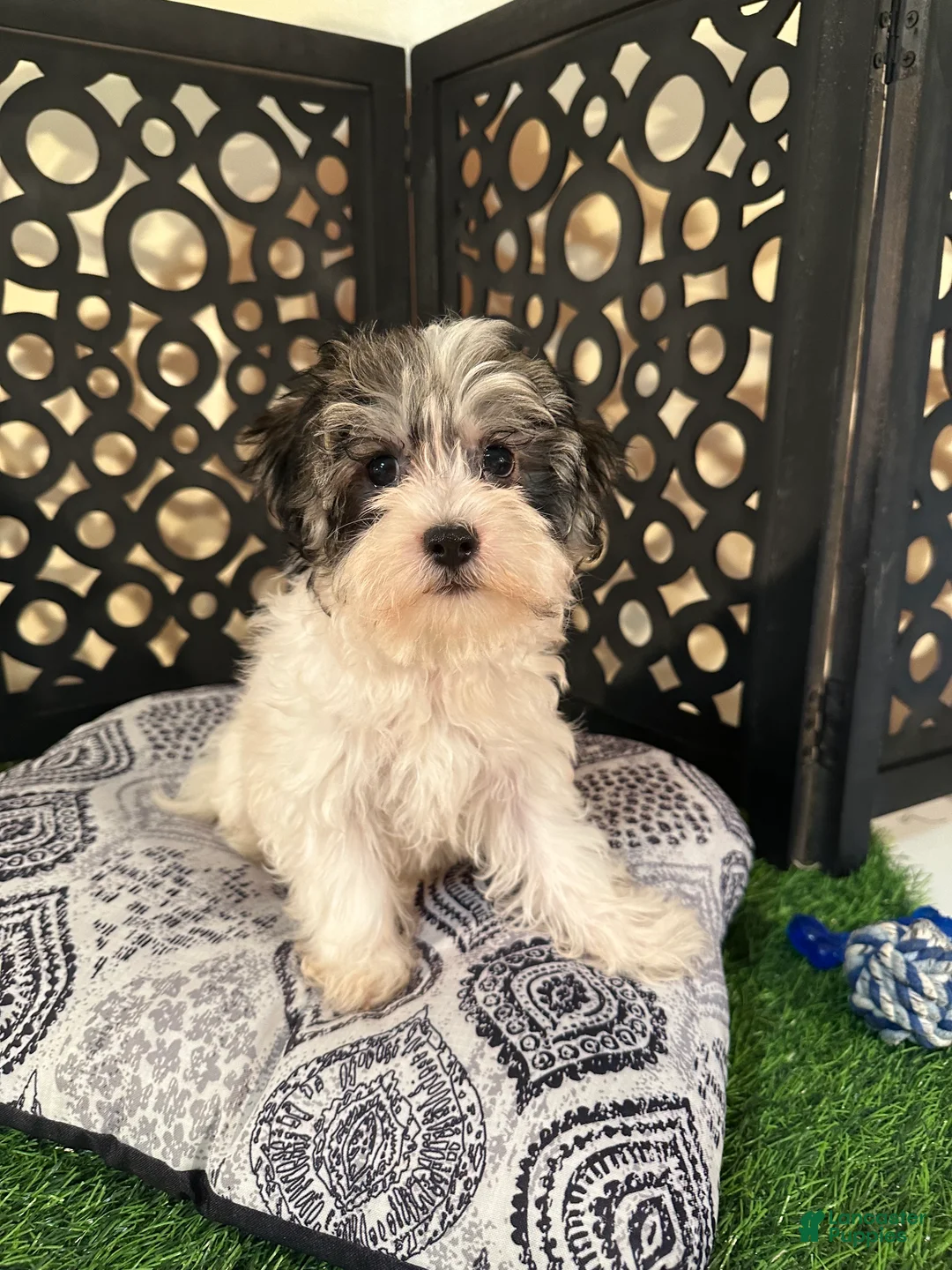 Havanese dogs for sale: Benji Adorable Male Havanese Puppies - Ad 2