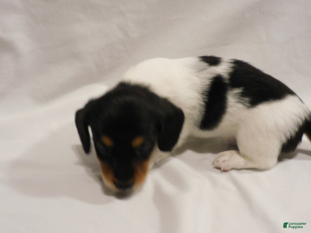 Miniature Dachshund dogs for sale: LMA's ChampionDoxie Snoop Dogg - Ad 36