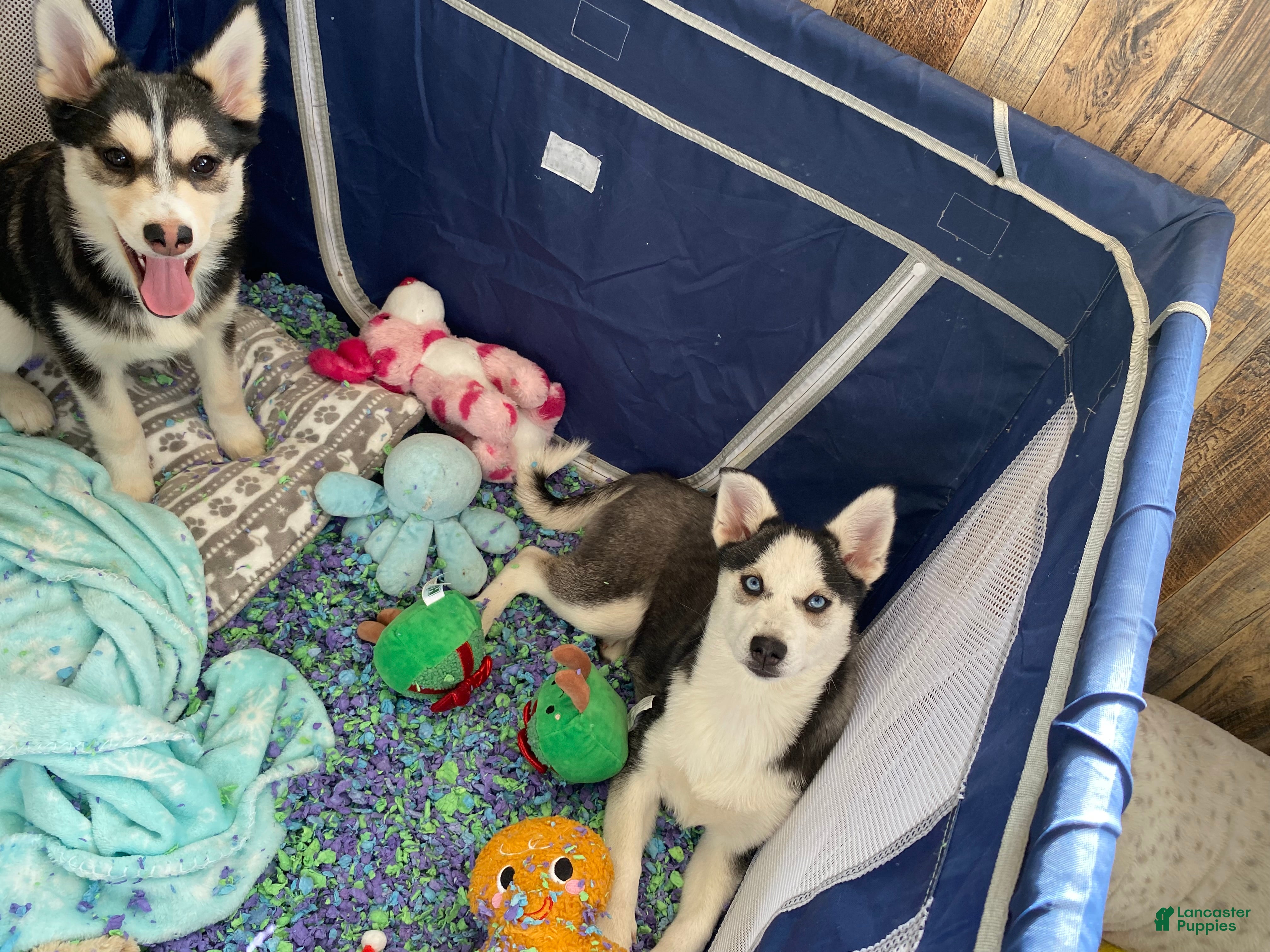 Pomsky dogs Bree  - Ad 2