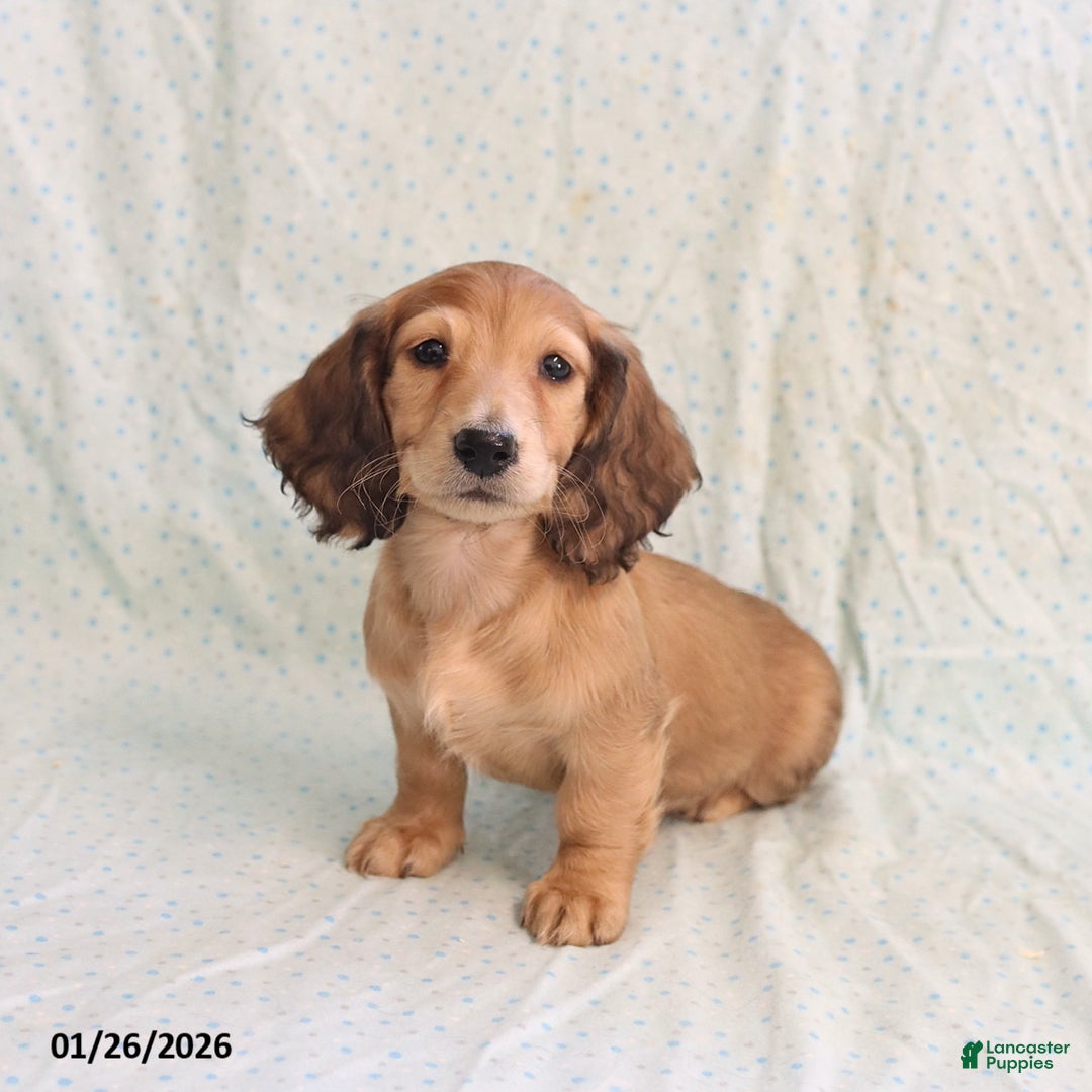 Miniature Dachshund dogs for sale: Jill - Ad 2