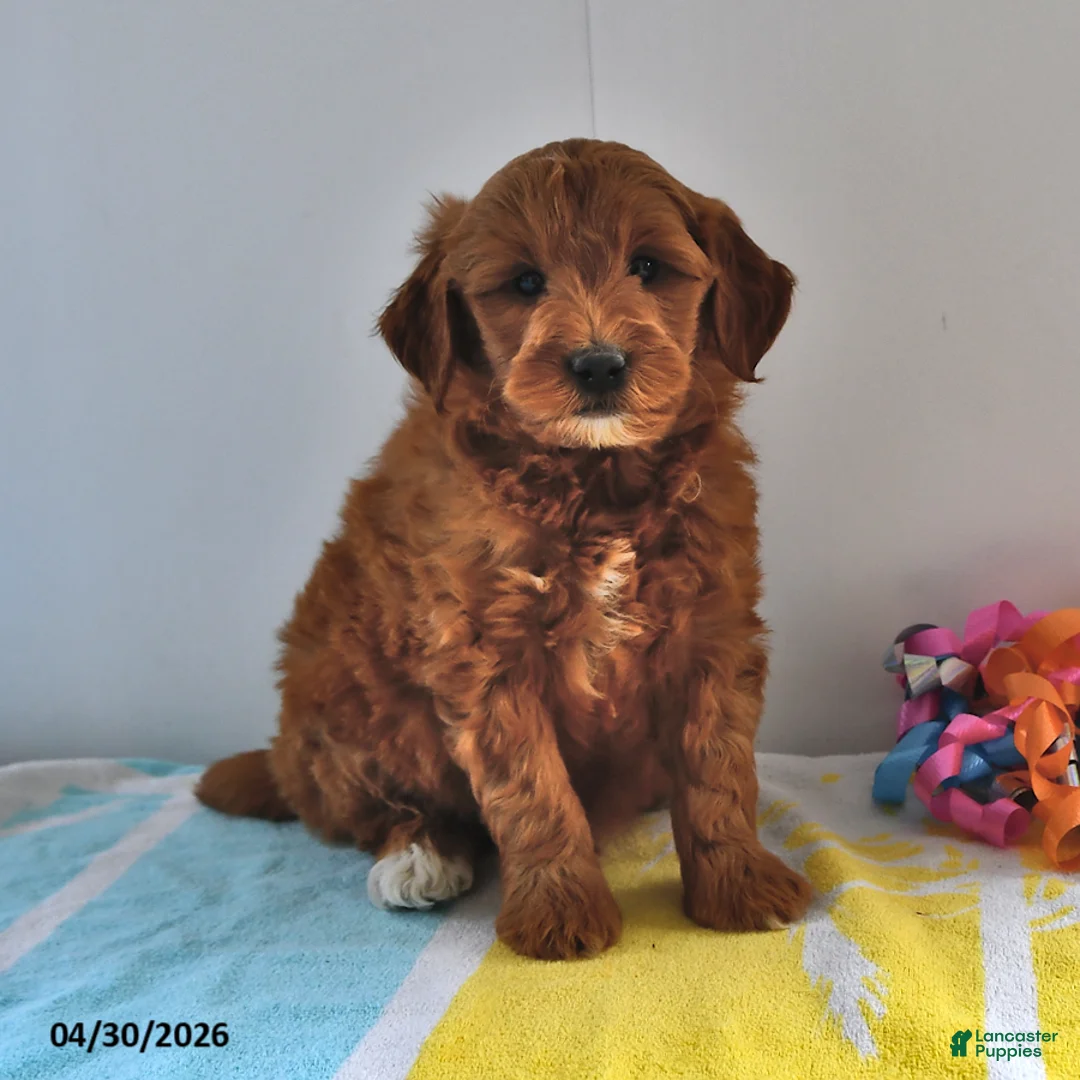 Mini Goldendoodle dogs for sale: Ranger - Ad 1