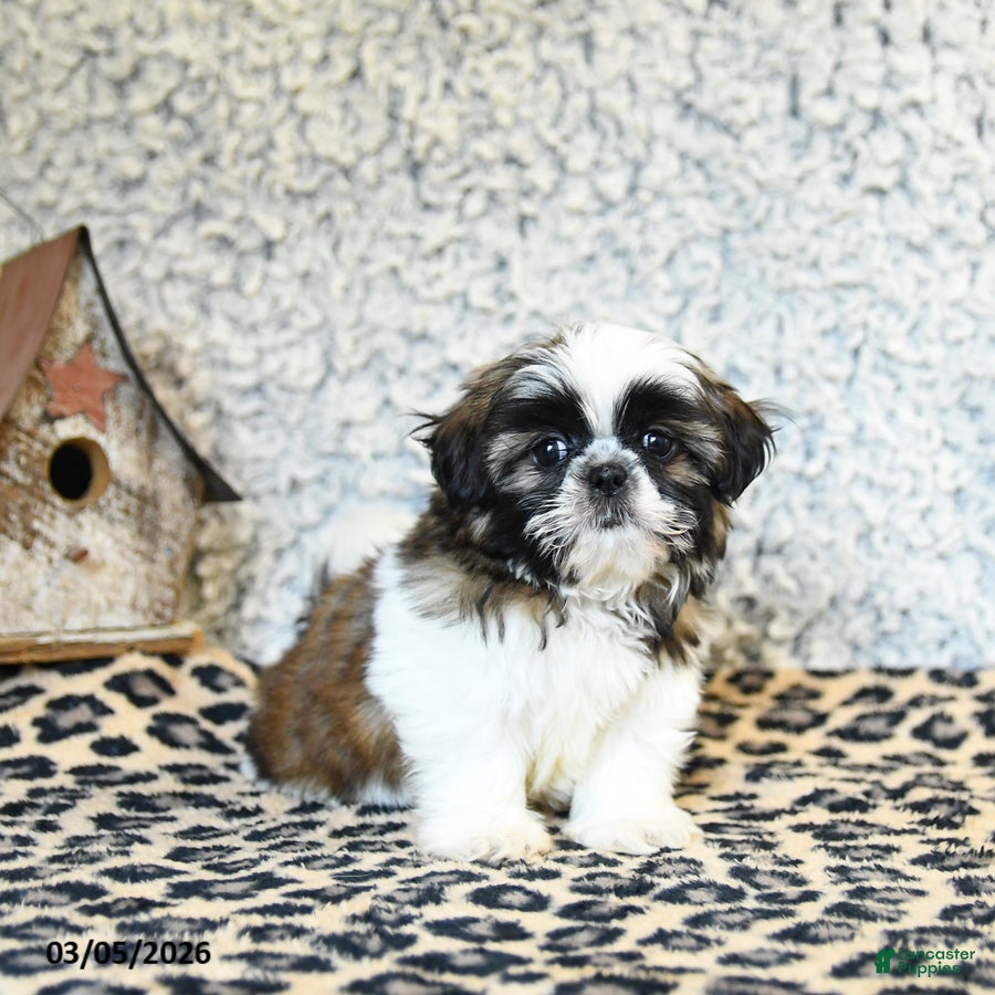 Shih Tzu dogs Diamond - Ad 1