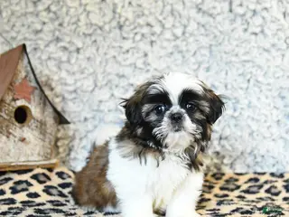Shih Tzu dogs for sale: Diamond - Ad 2