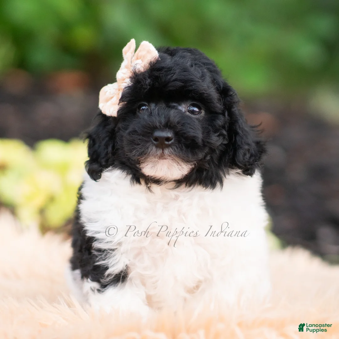 Mini Goldendoodle dogs for sale: Poa - Ad 2