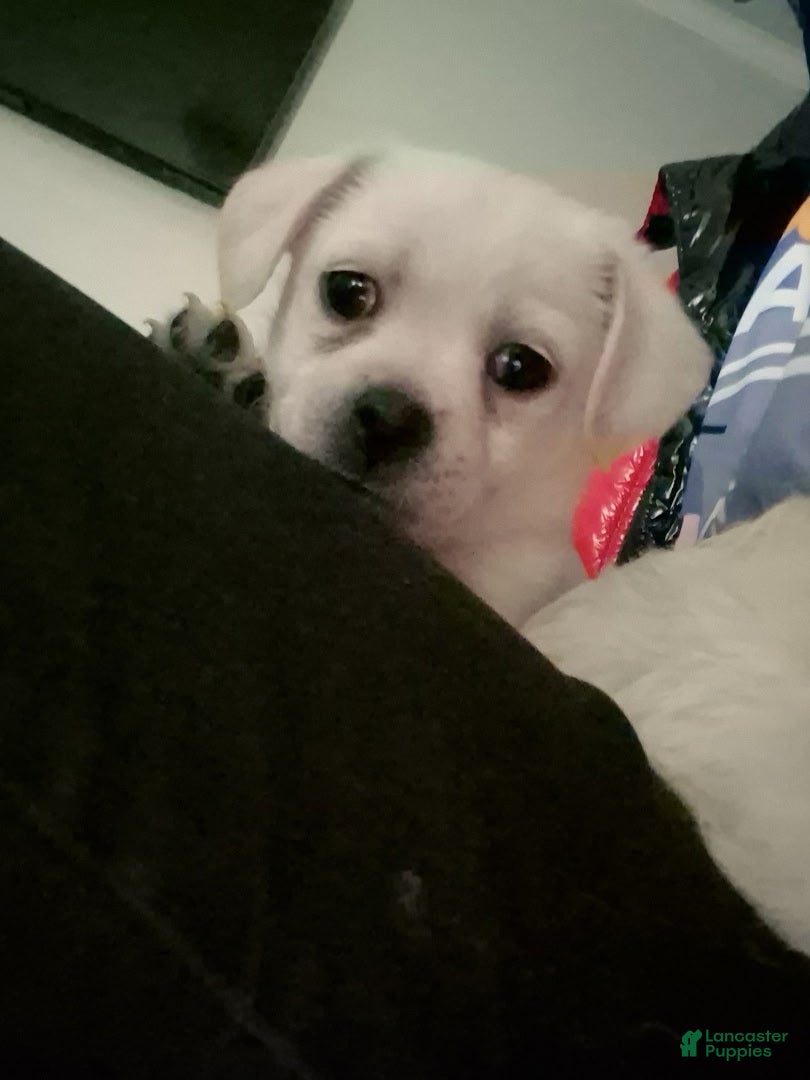 Mixed Breed dogs for sale: Baby Kit - Ad 4