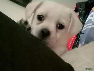 Mixed Breed dogs for sale: Baby Kit - Ad 4