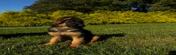 German Shepherd dogs for sale: Baby Blue  - Ad 7