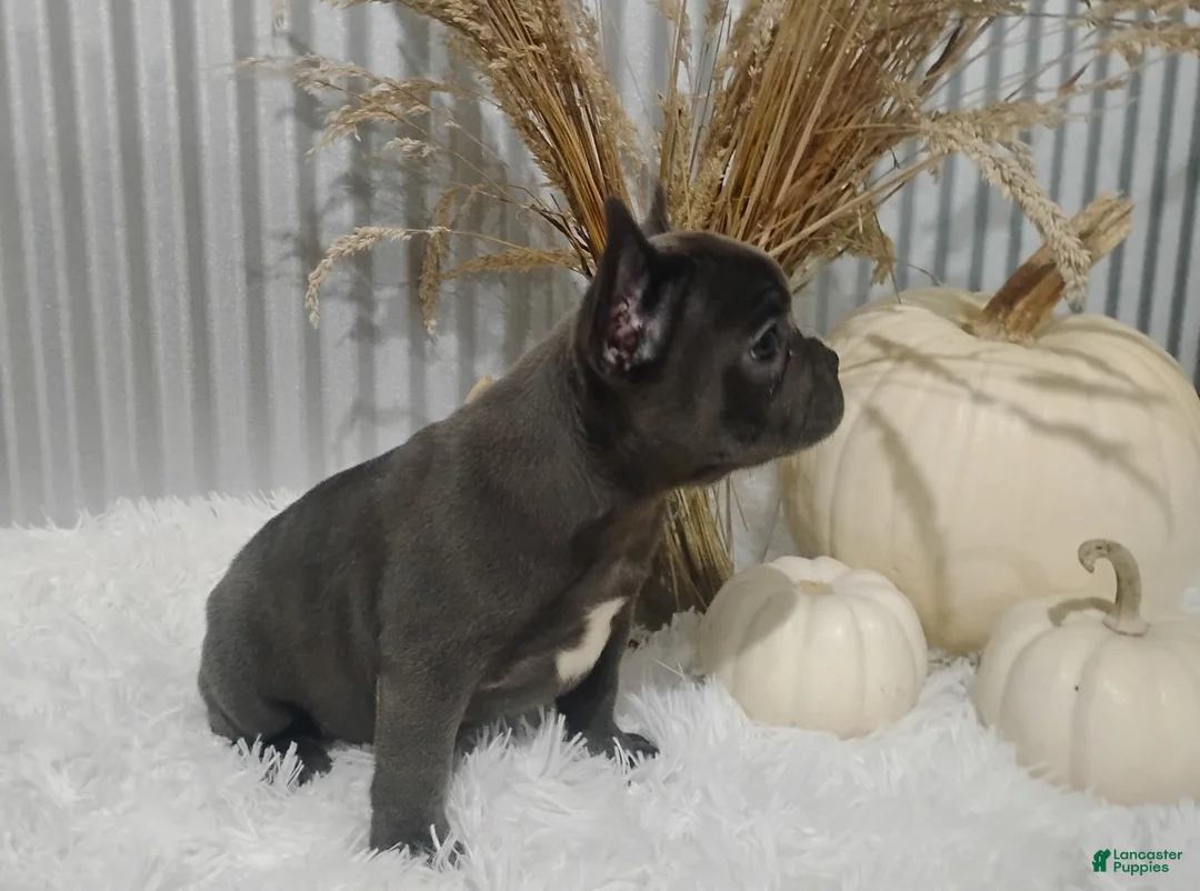French Bulldog dogs for sale: Amber - Ad 2
