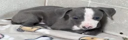 Italian Greyhound dogs for sale: Woody - Ad 6