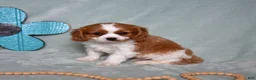 Cavalier King Charles Spaniel dogs for sale: Winston - Ad 7