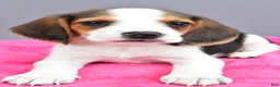 Beagle dogs for sale: Darcey - Ad 4