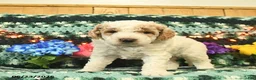 Mini Goldendoodle dogs for sale: Kingston  - Ad 2