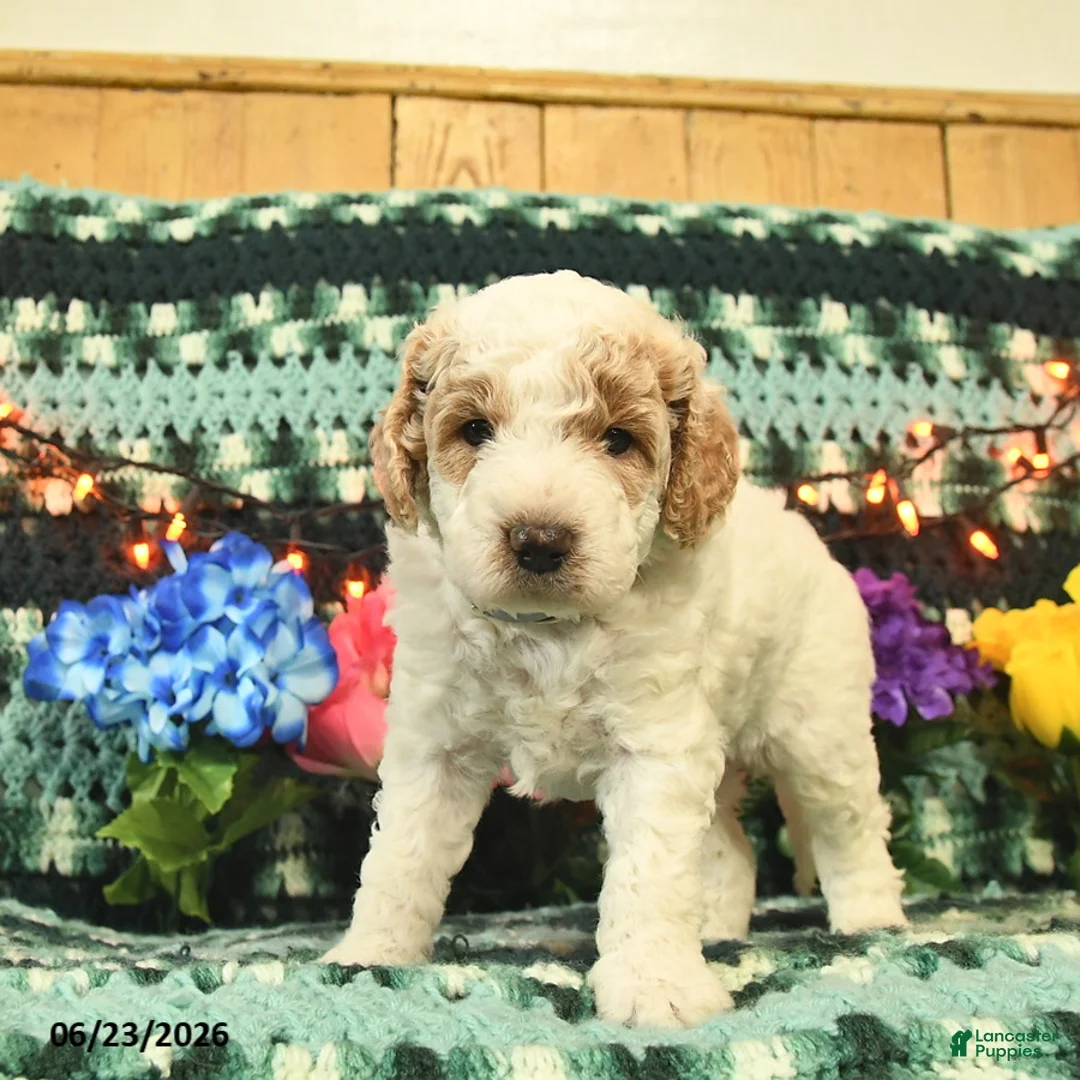 Mini Goldendoodle dogs for sale: Kingston  - Ad 2
