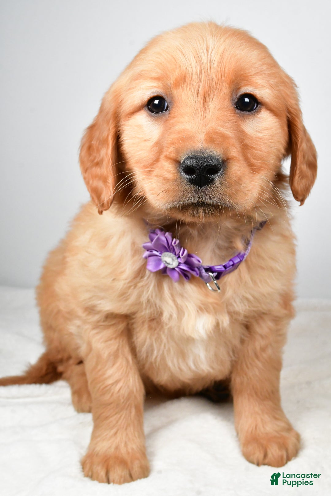 Golden Retriever dogs for sale: Kenzie - Ad 5